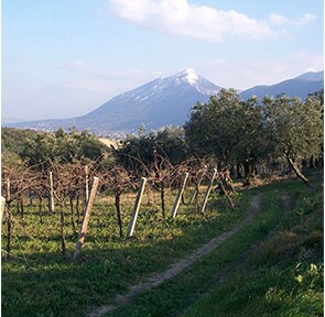 The ‘Ultimate’ Italian Red