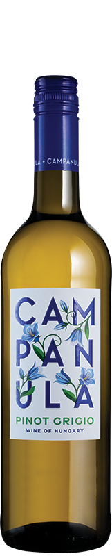 Campanula Pinot Grigio Campanula Pinot Grigio