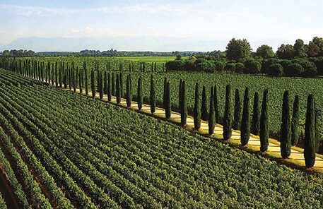 Sauvignon Blanc wine