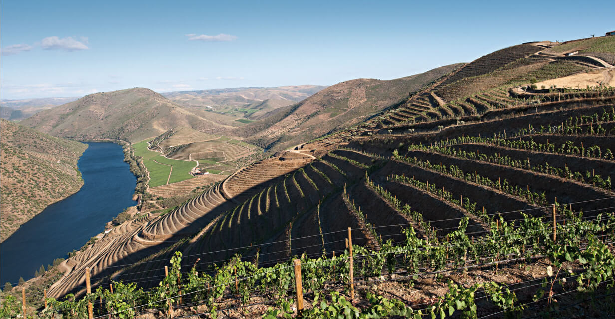 Portuguese wine sale