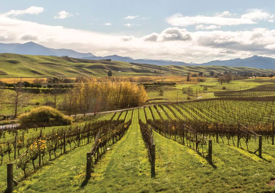 sauvignon blanc wine delivery